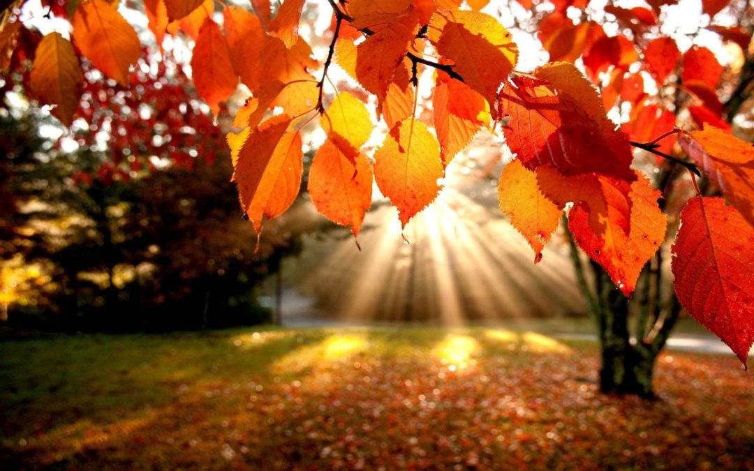 Bien vivre l’automne !
